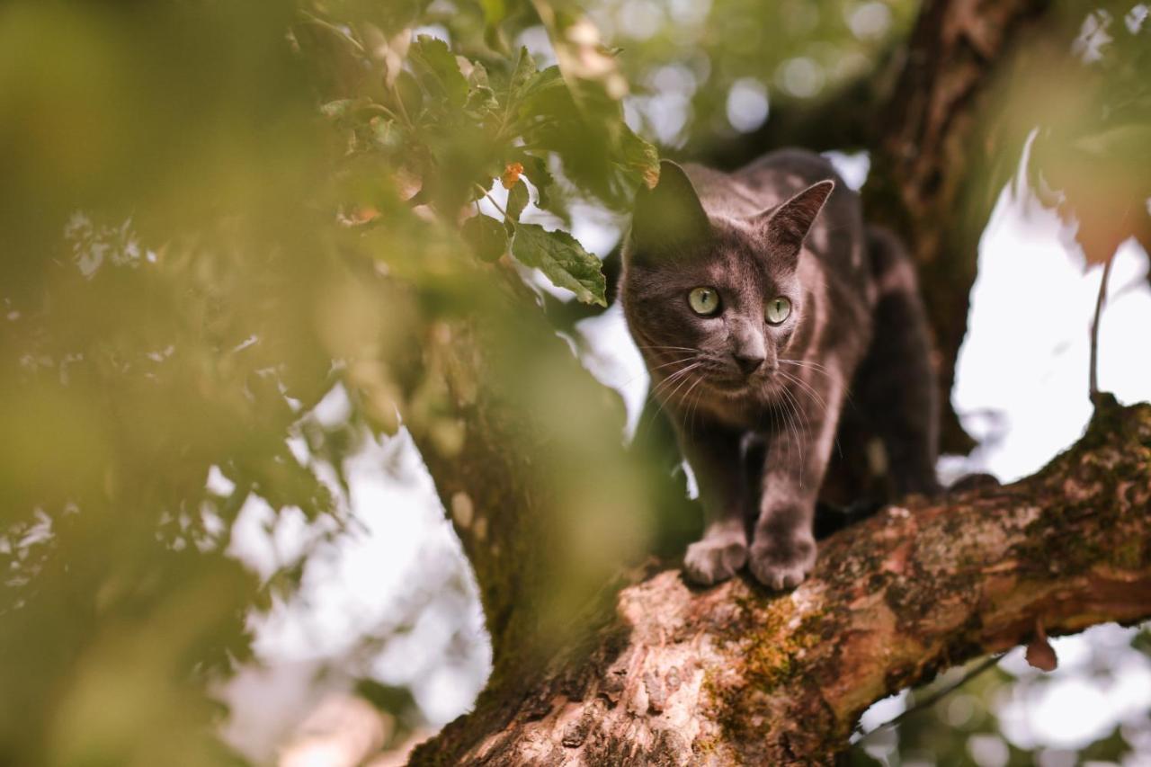 Les Chambres Du Chat Sainte-Cécile Eksteriør bilde